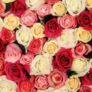 Meet your Posher, Anjana